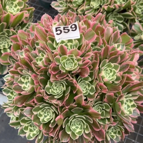 559白凤朵朵30厘米左右