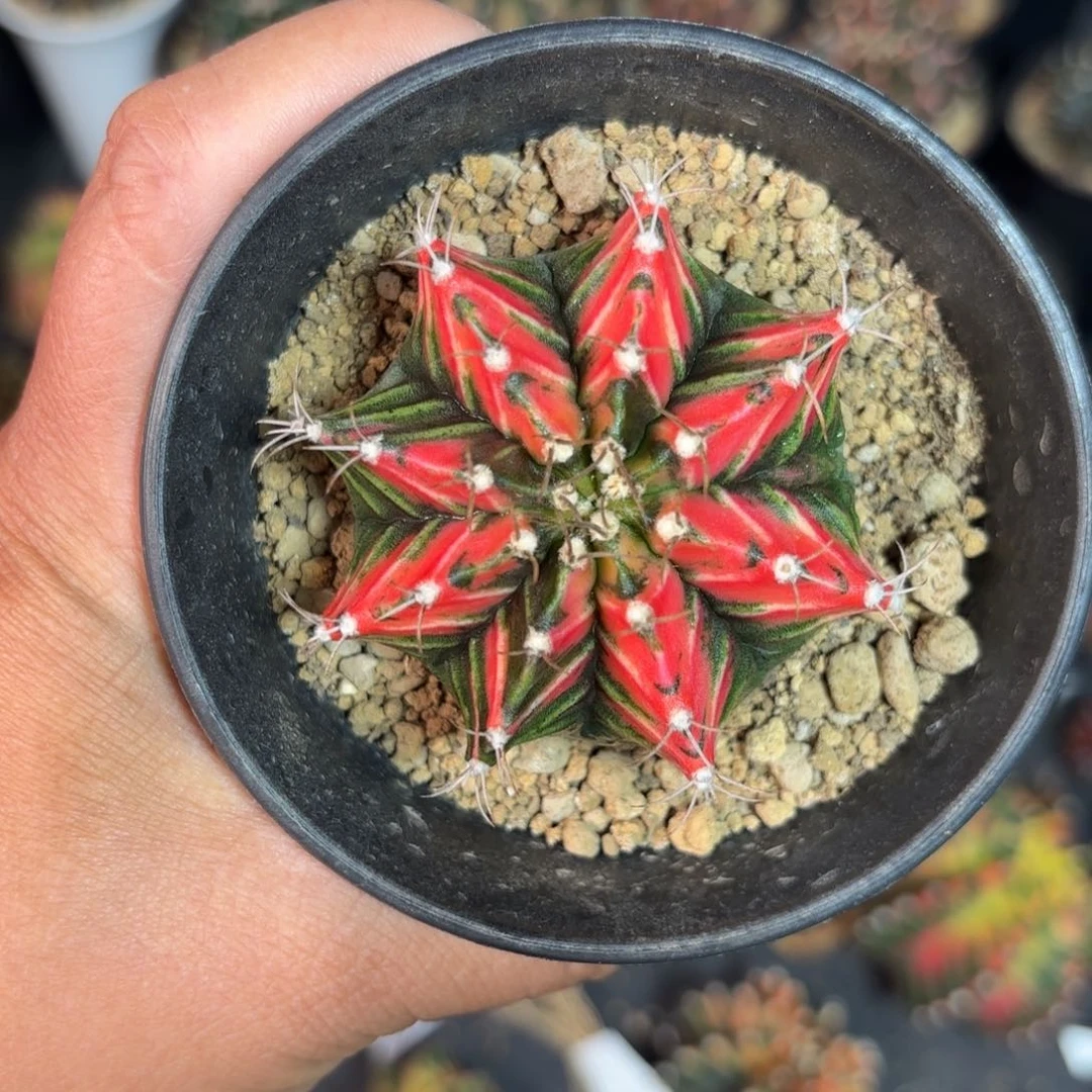 泰系米哈仙人球81号