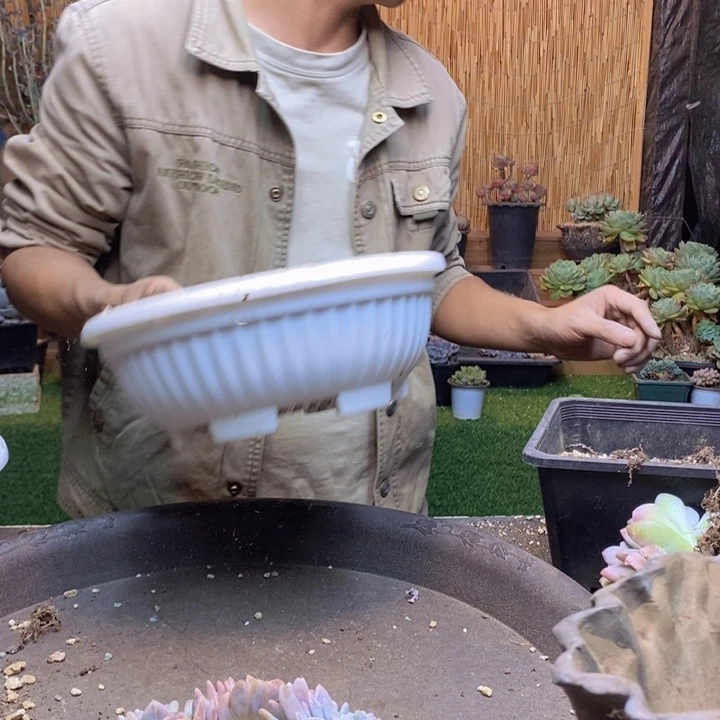 咕***叫67号粉兔多肉植物