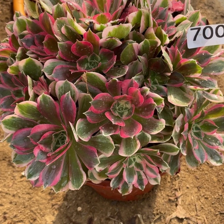 完全开放700多肉植物男神