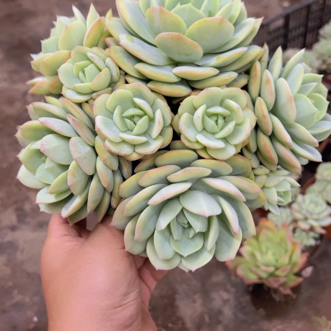 韩国恋曲五头起发老桩