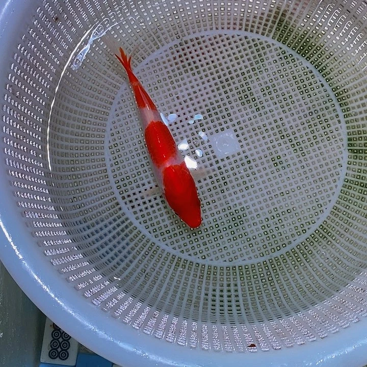 锦鲤锦鲤观赏鱼开箱包活