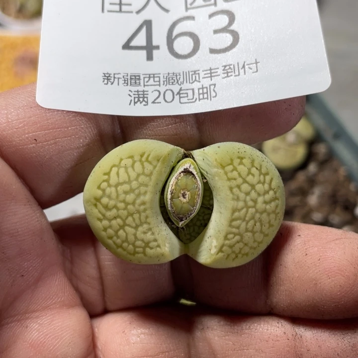 不****子木子饿绿色蓝色绿色绿色463