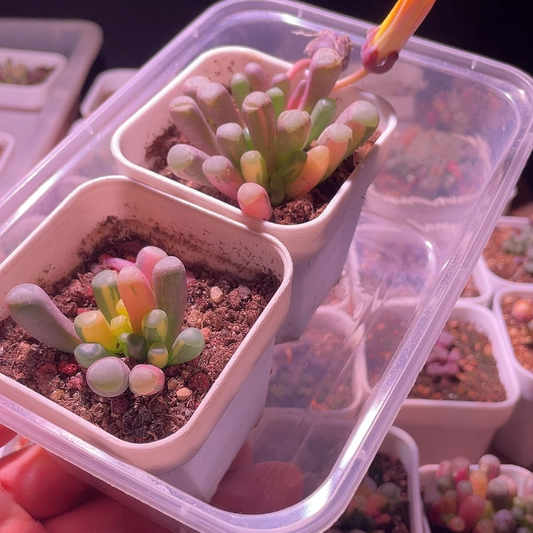 五十玲玉锦特价包邮