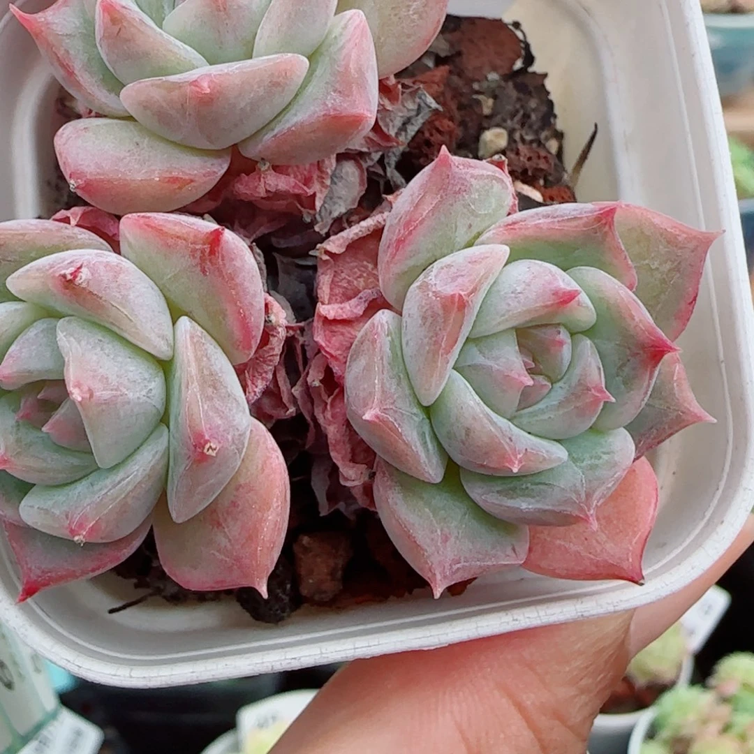 花语逸镜0927-54糖心