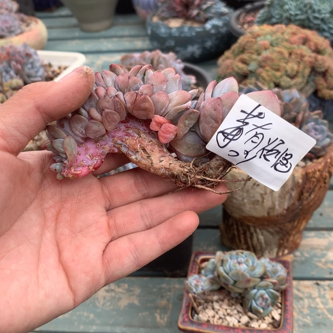 ****恼无花朵莓有烦恼哈哈哈哈哈哈