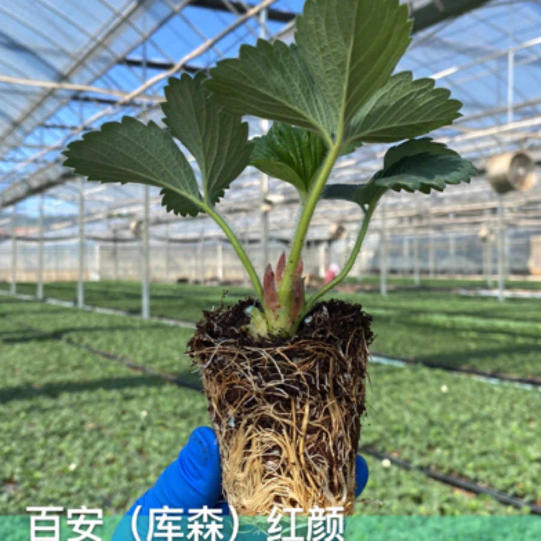 红颜穴盘苗草莓苗