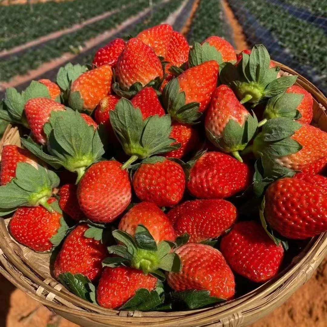（顺丰空运）云南露天草莓新鲜采摘孕妇水果孕妈妈水果