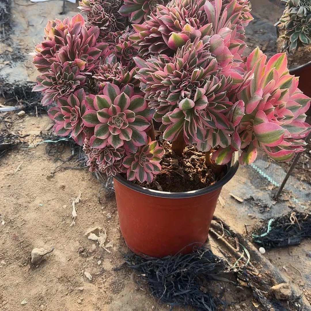 善984粉女巫缀多肉植物