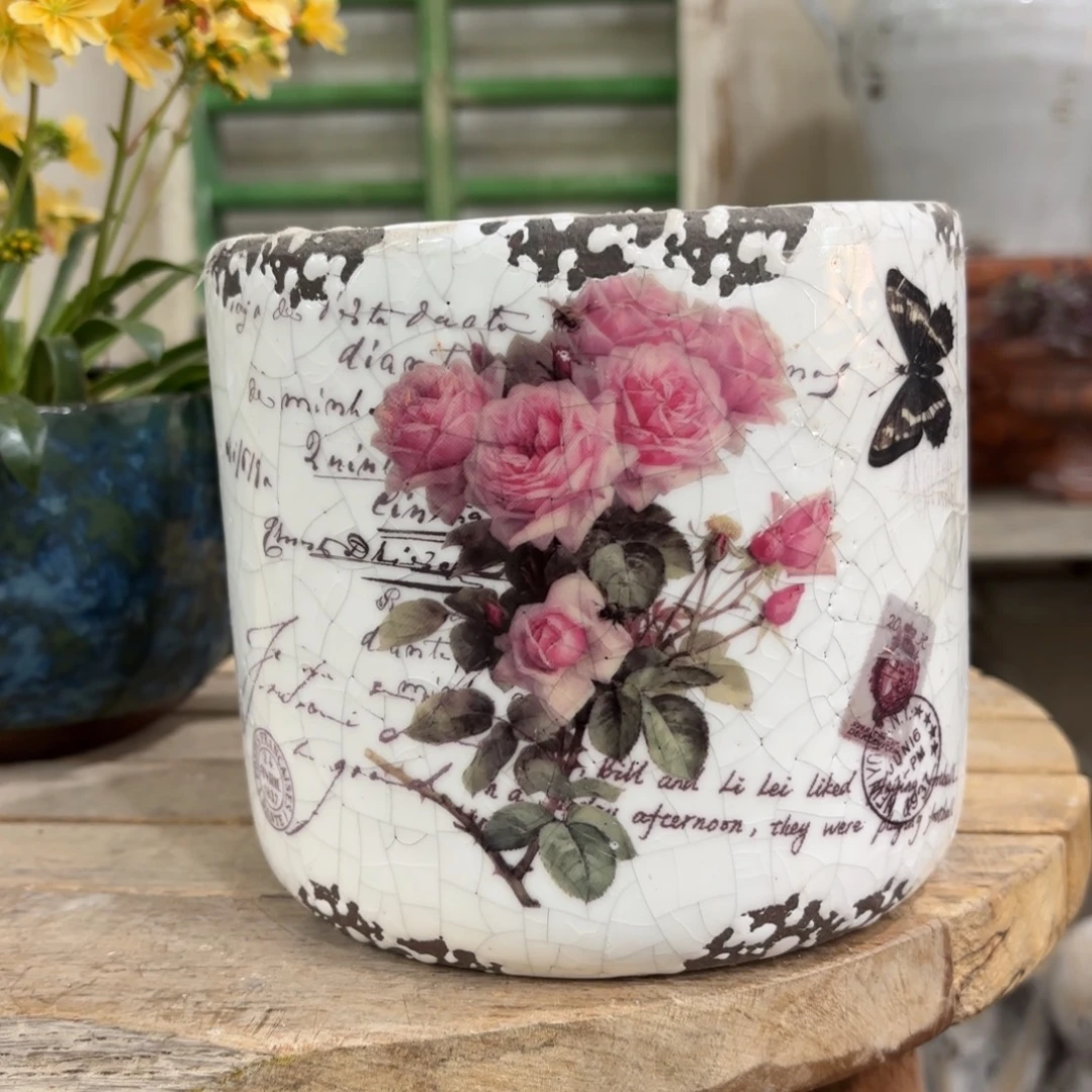 许纯的花房 玫瑰中号