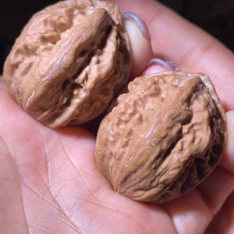 文玩核桃把件东北野生楸子小美17