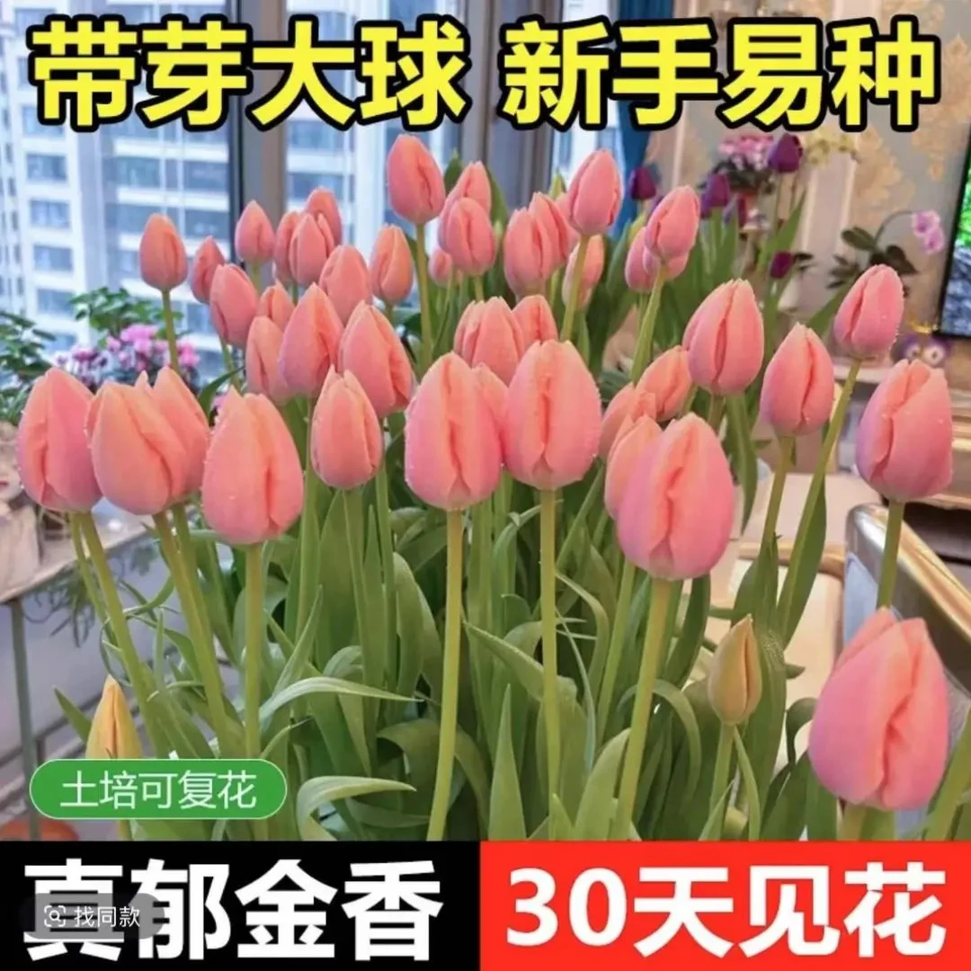 网红直发郁金香种球懒人水养植物客厅室内外桌面进口花苞耐寒大球