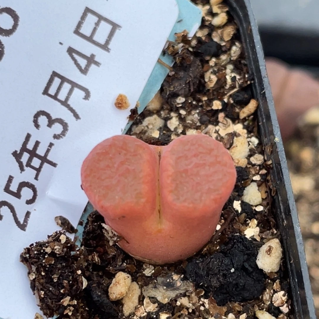 4-68红风铃多肉植物