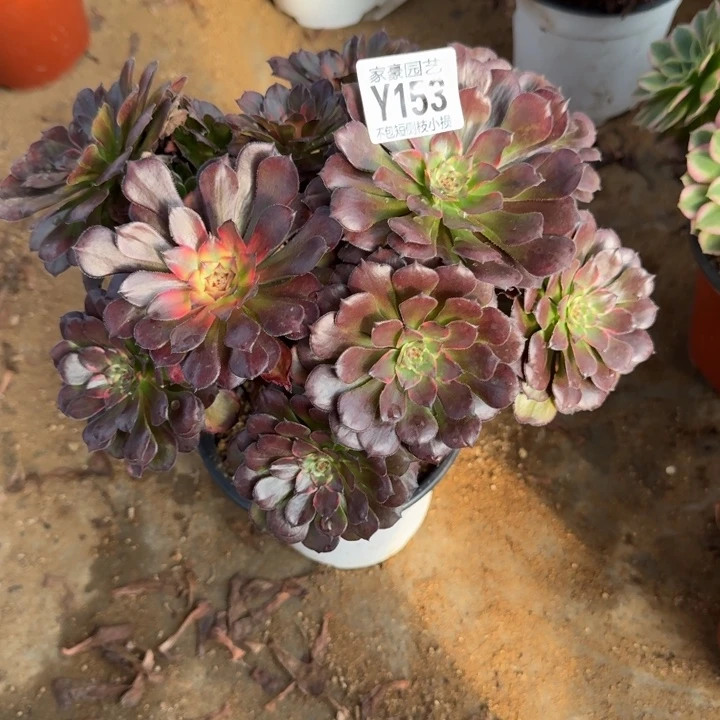 153烟花官服25左右2