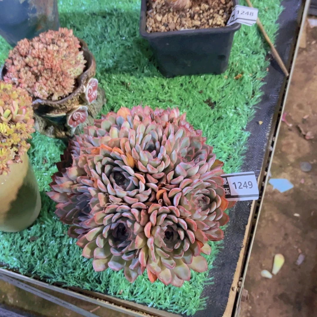 猎户座多肉植物1249