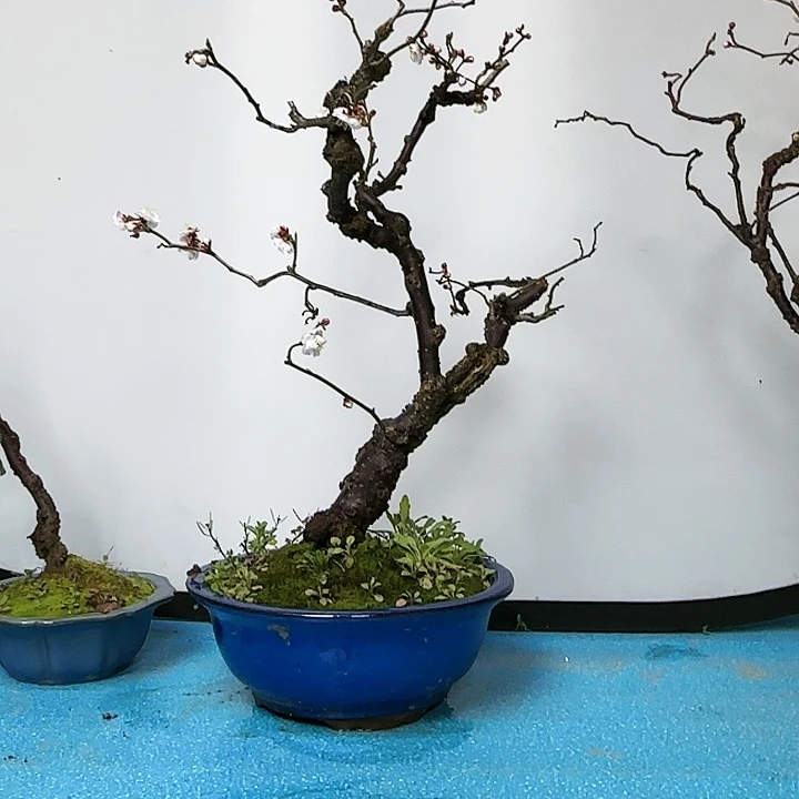 无铅玻璃8**9梅花香气十足不说三