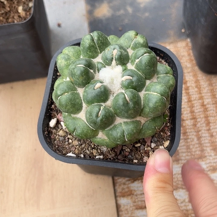 无花朵实生无刺象牙蜘蛛眼