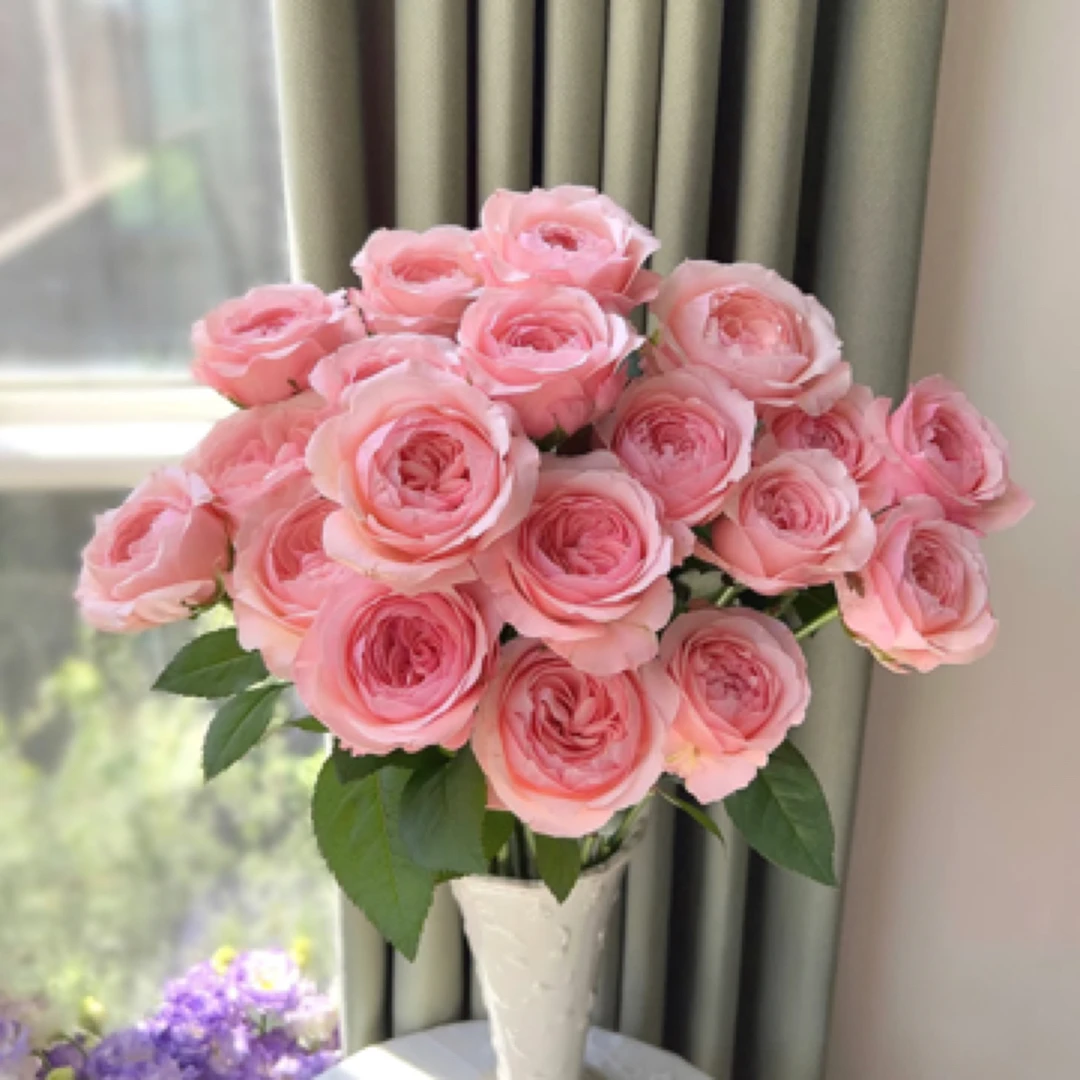 【微风精选】凯瑟琳玫瑰--1单中通  3单空运（20%不售后）