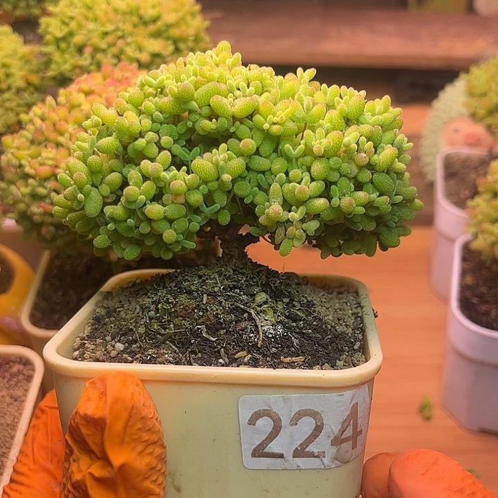 无花朵224蜜桔糖球