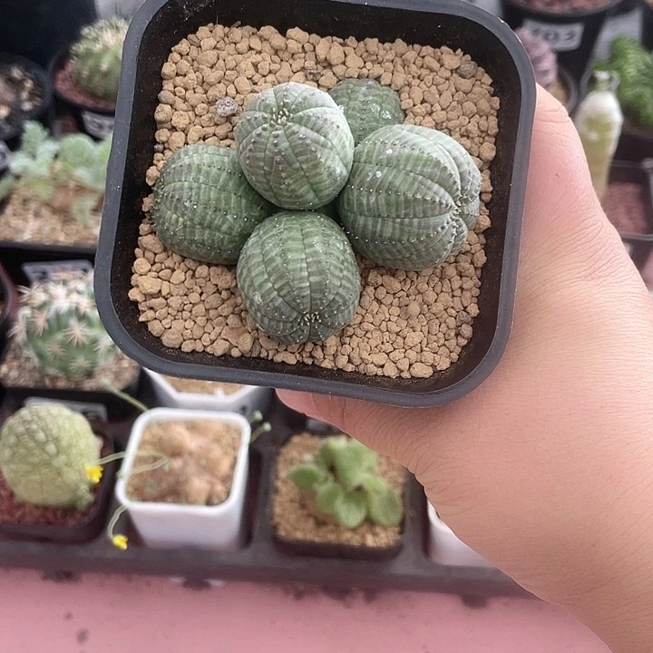 236布纹球多头群，