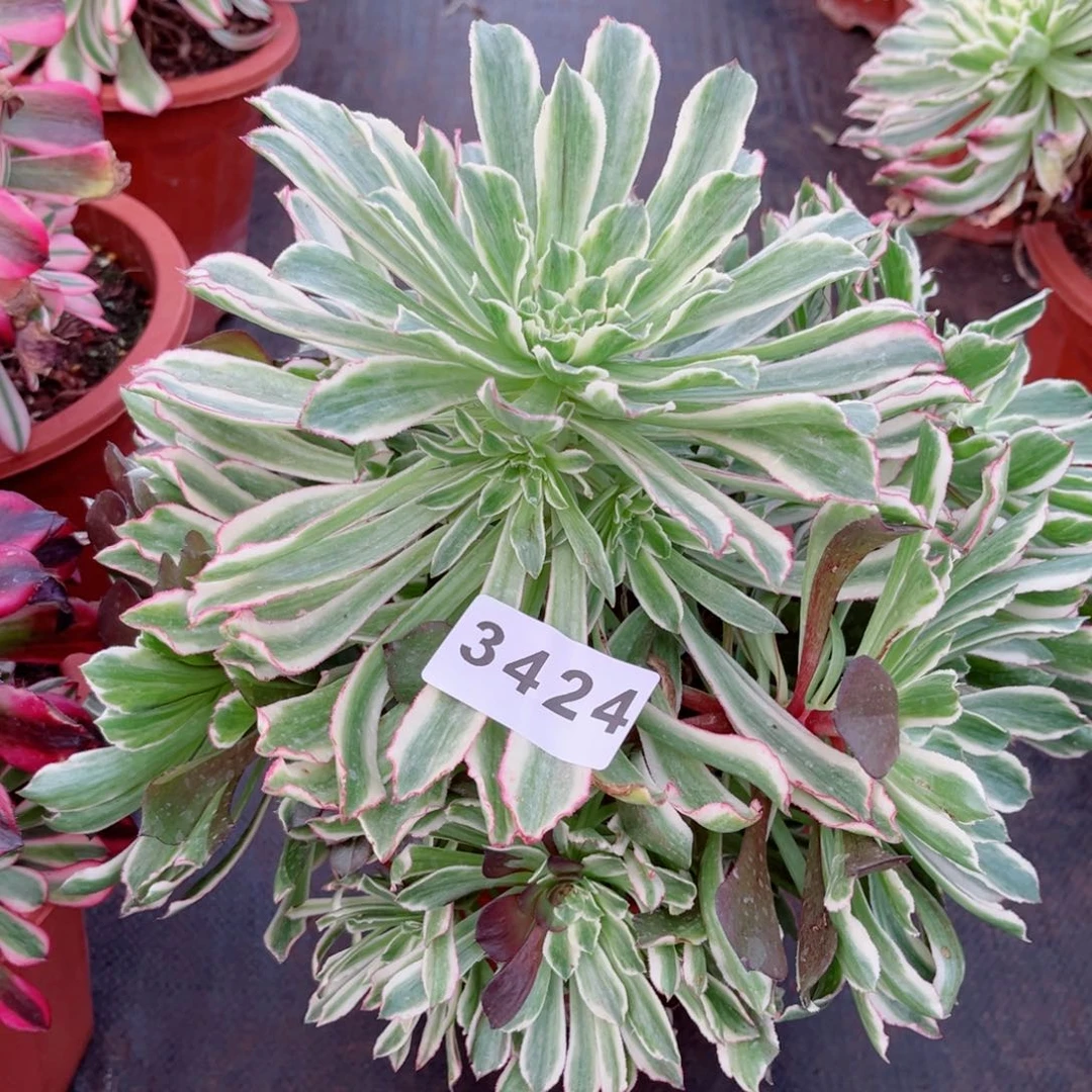 云翠多肉发货发货