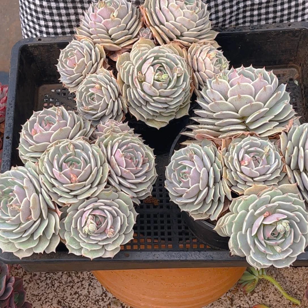 4头露娜莲一单包邮