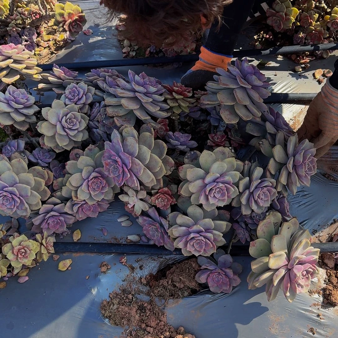 紫乐鹅肝11111111