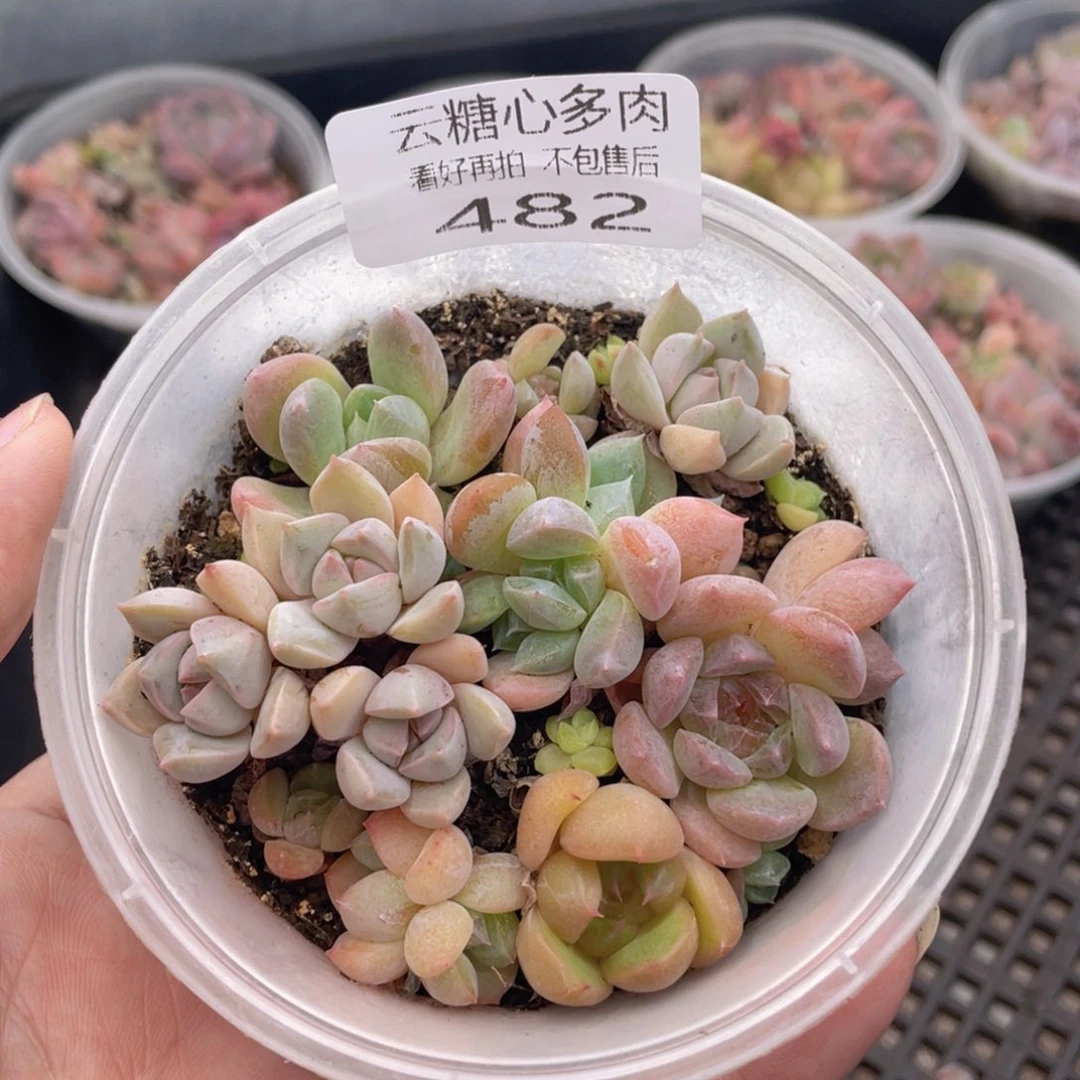 云糖心多肉植物482