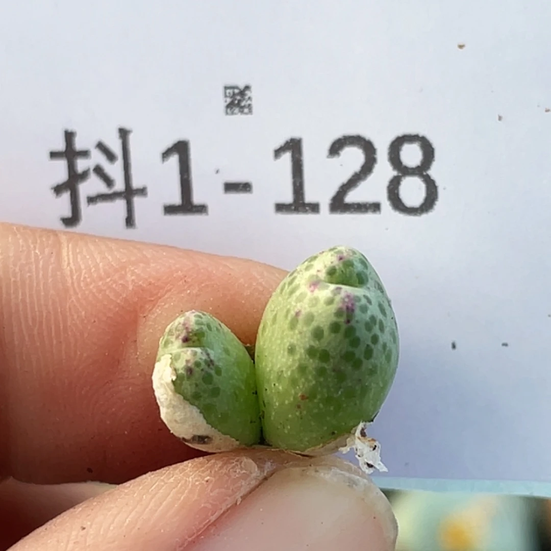 1-128草莓斑马肉锥