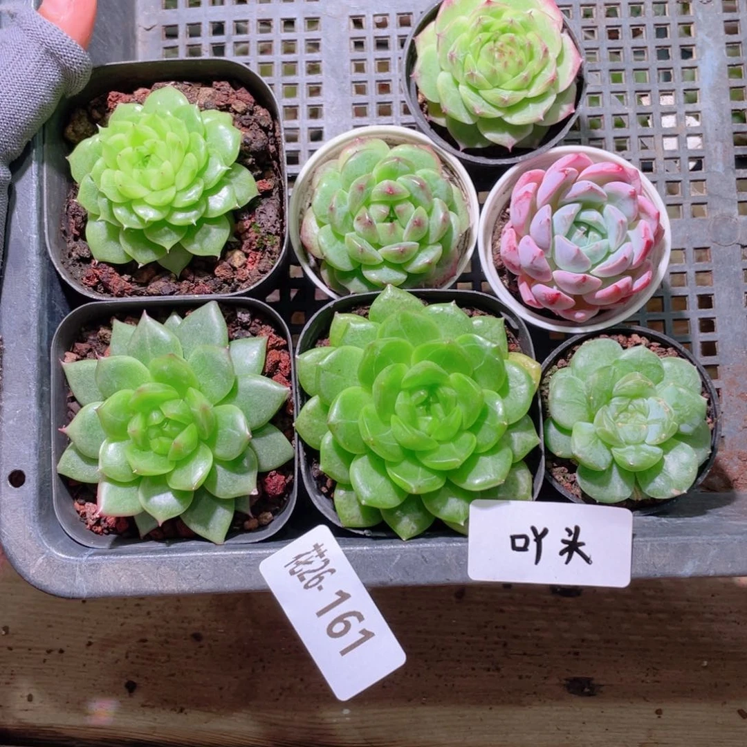 花利美26-161框拍7颗