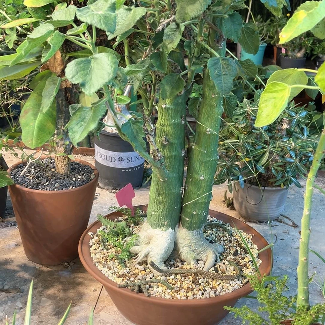 潮流植物精品圣果西番莲