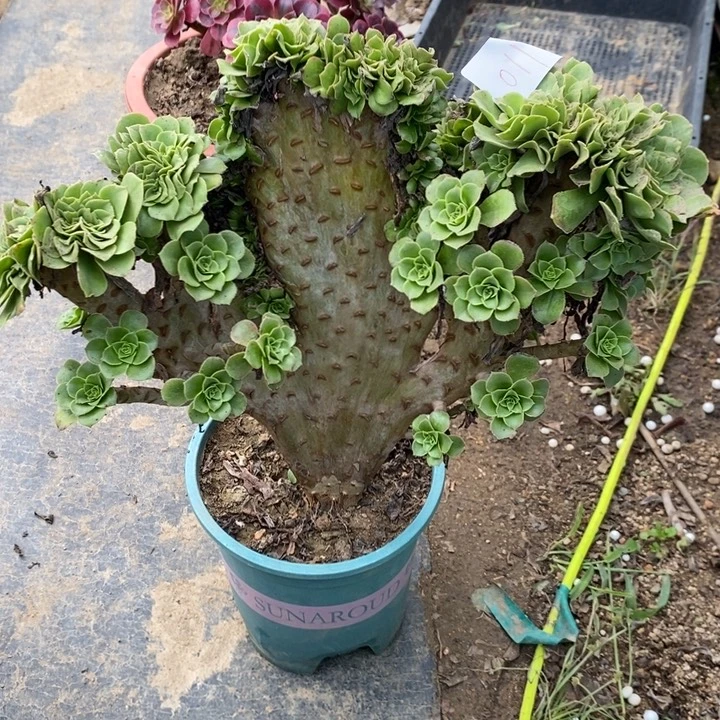 简***忆绿玫瑰缀11多肉植物法师法师