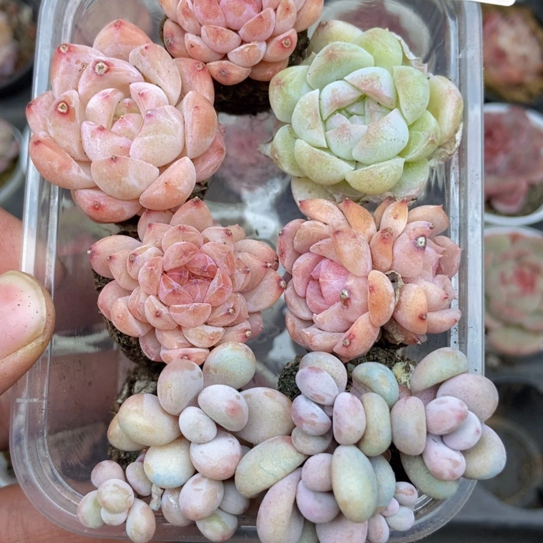 春泥家框拍链接D7