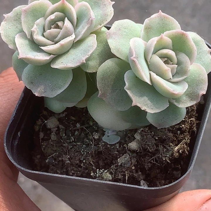 虾饺双 （满9.99包邮不满9.99发叶子）