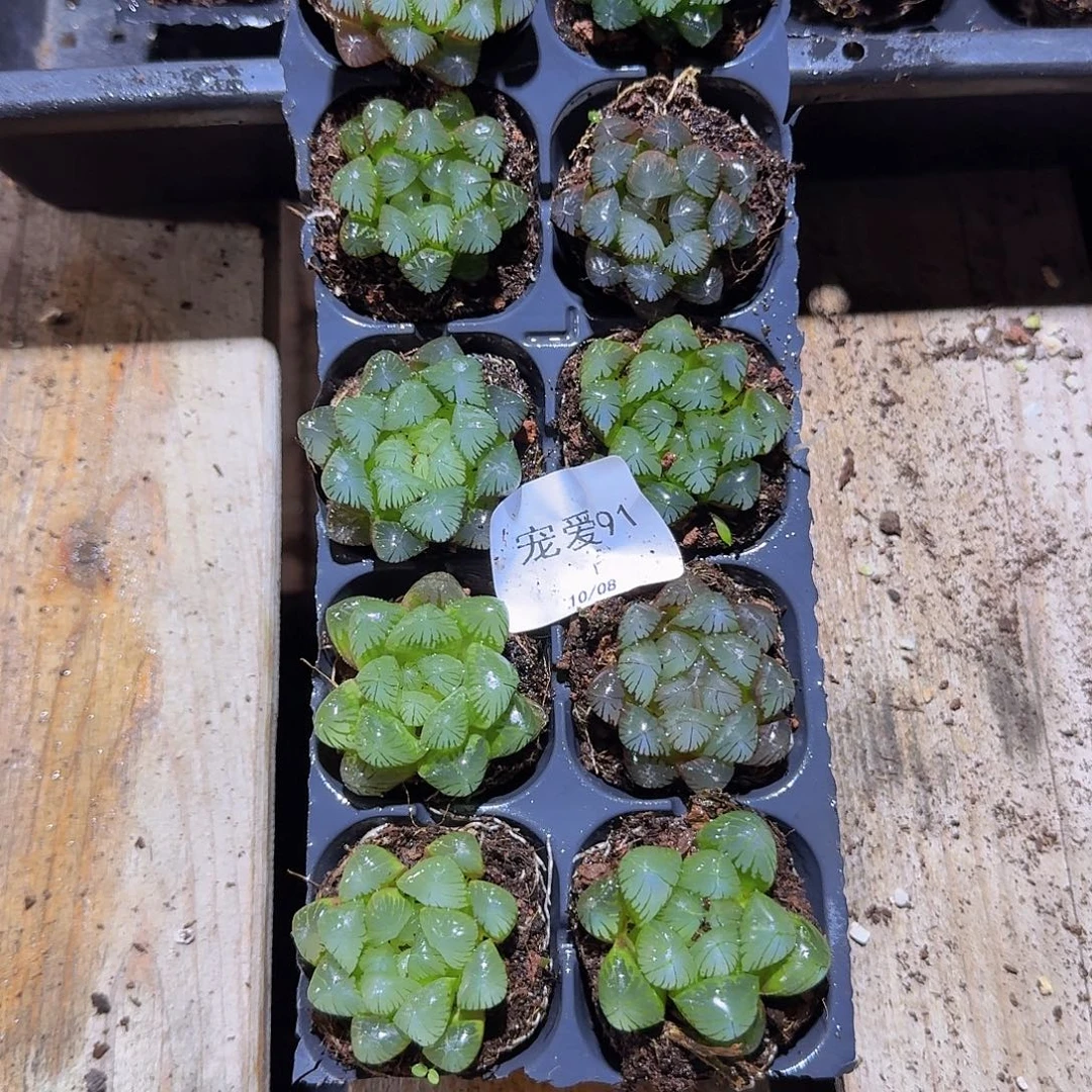 直播福利一物一拍91