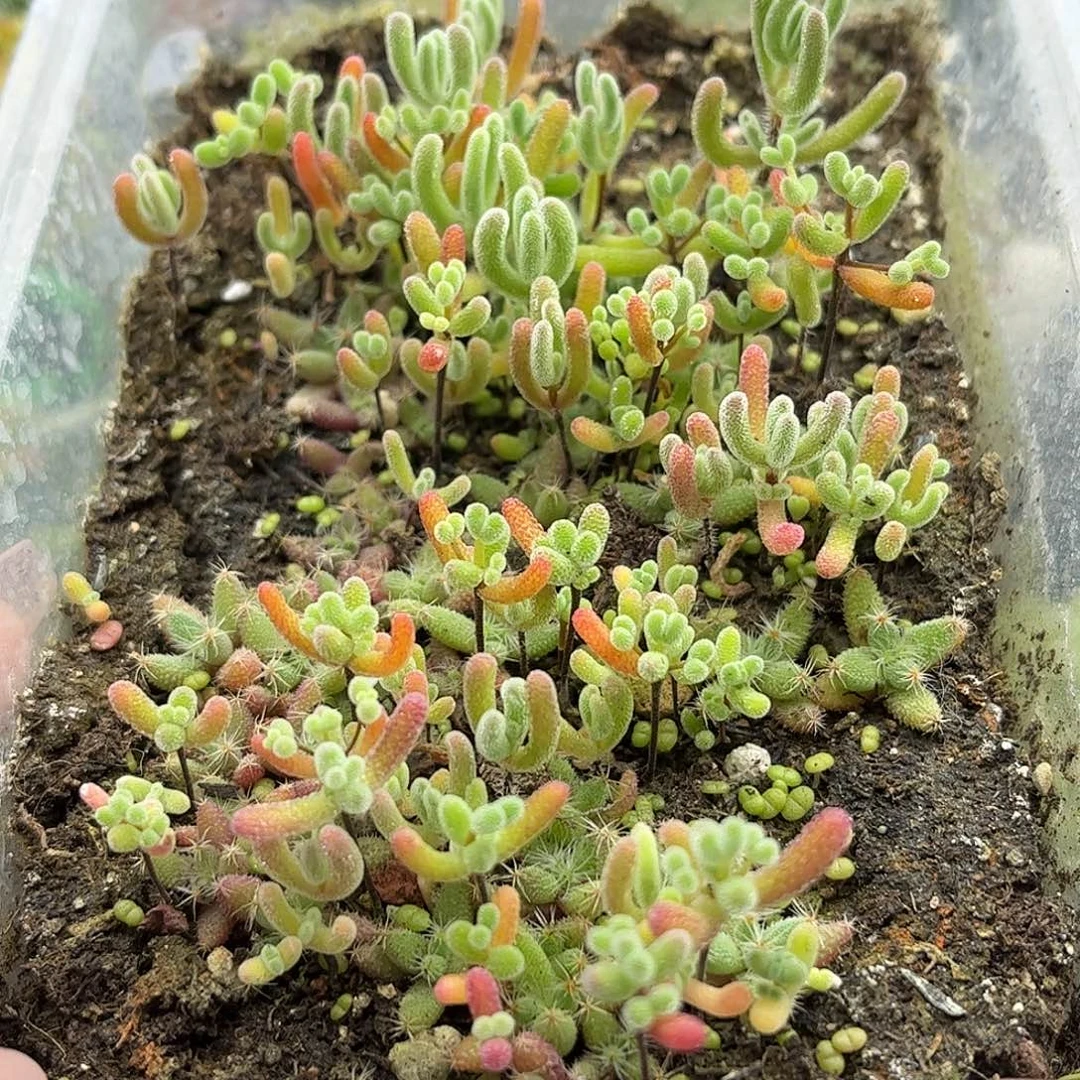 006混播切糕优选枝干番杏