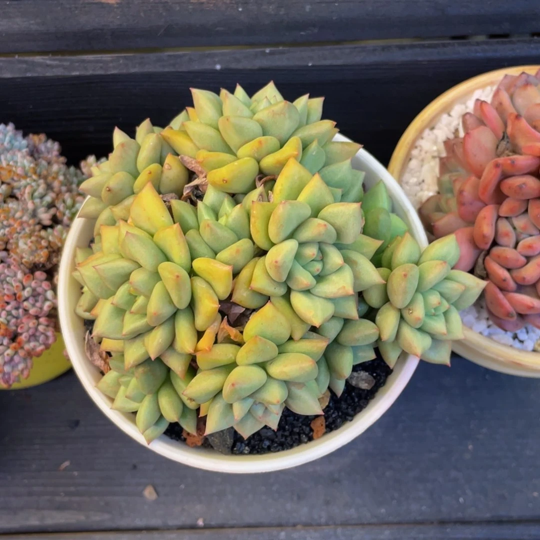 象牙多肉植物盆栽多肉