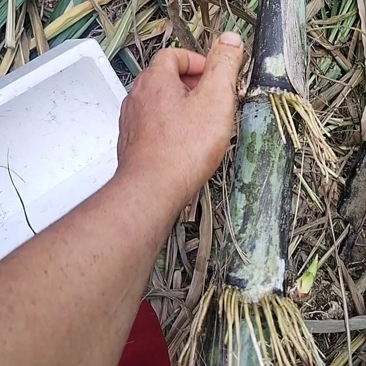 井冈山甘蔗草同款和甘蔗这么粗这么大绿皮青皮甘蔗新鲜