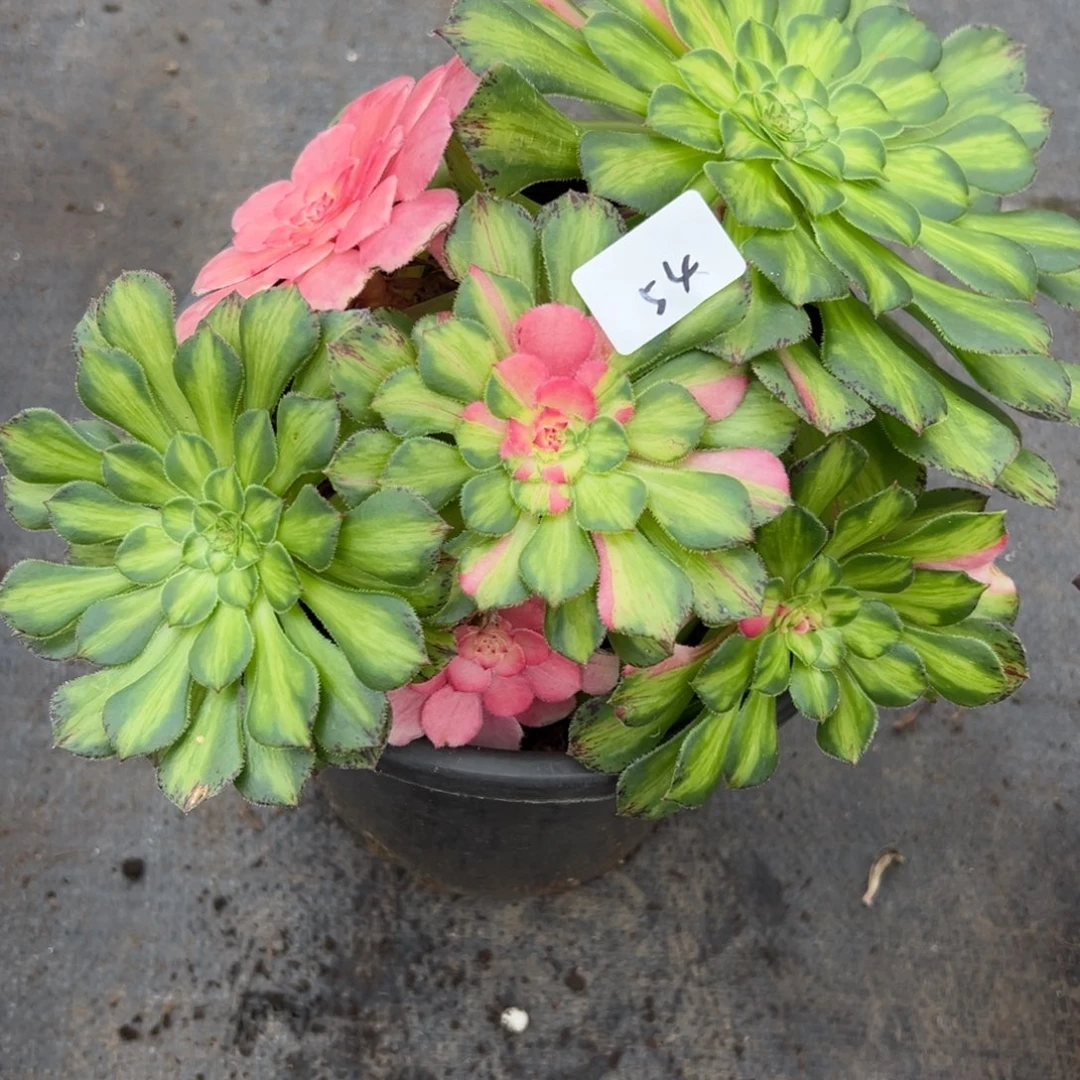 54知否多肉植物系