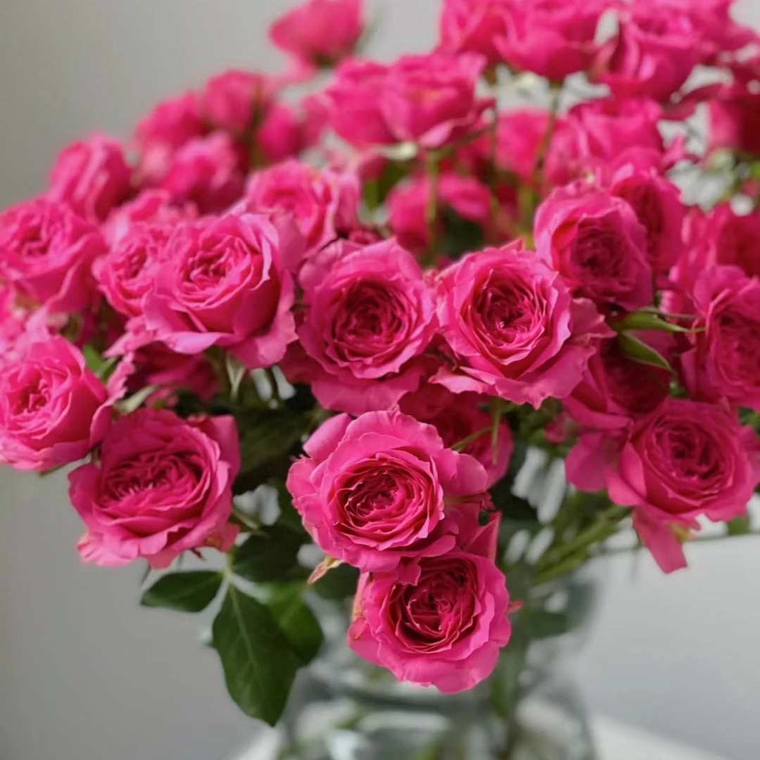 【苏菲宝贝玫瑰】玫瑰花 任意2单包邮 多头泡泡