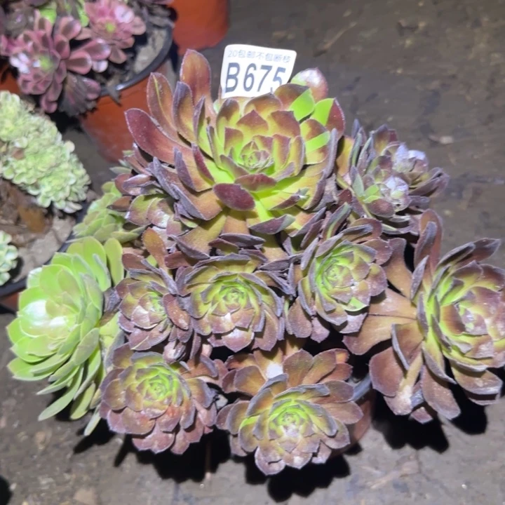 黑美人……多肉植物的生长