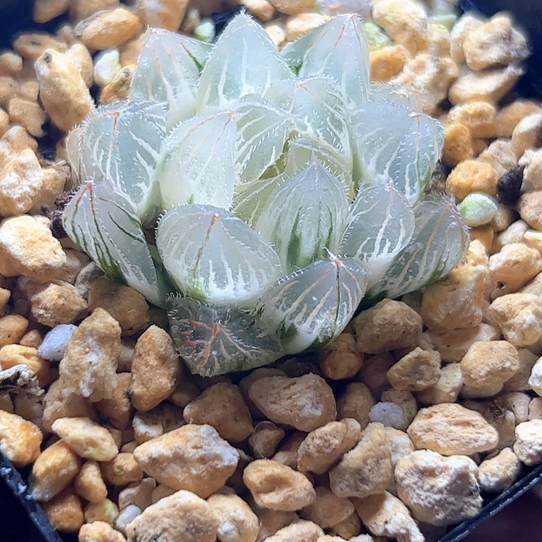 糊斑毛玉露十二卷多肉植物