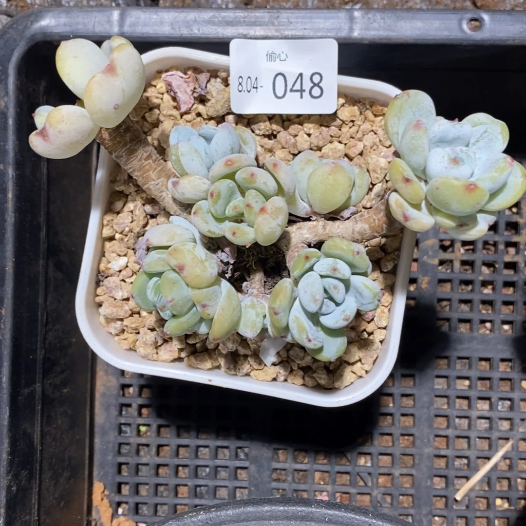 暴***?804048多肉群多肉多肉