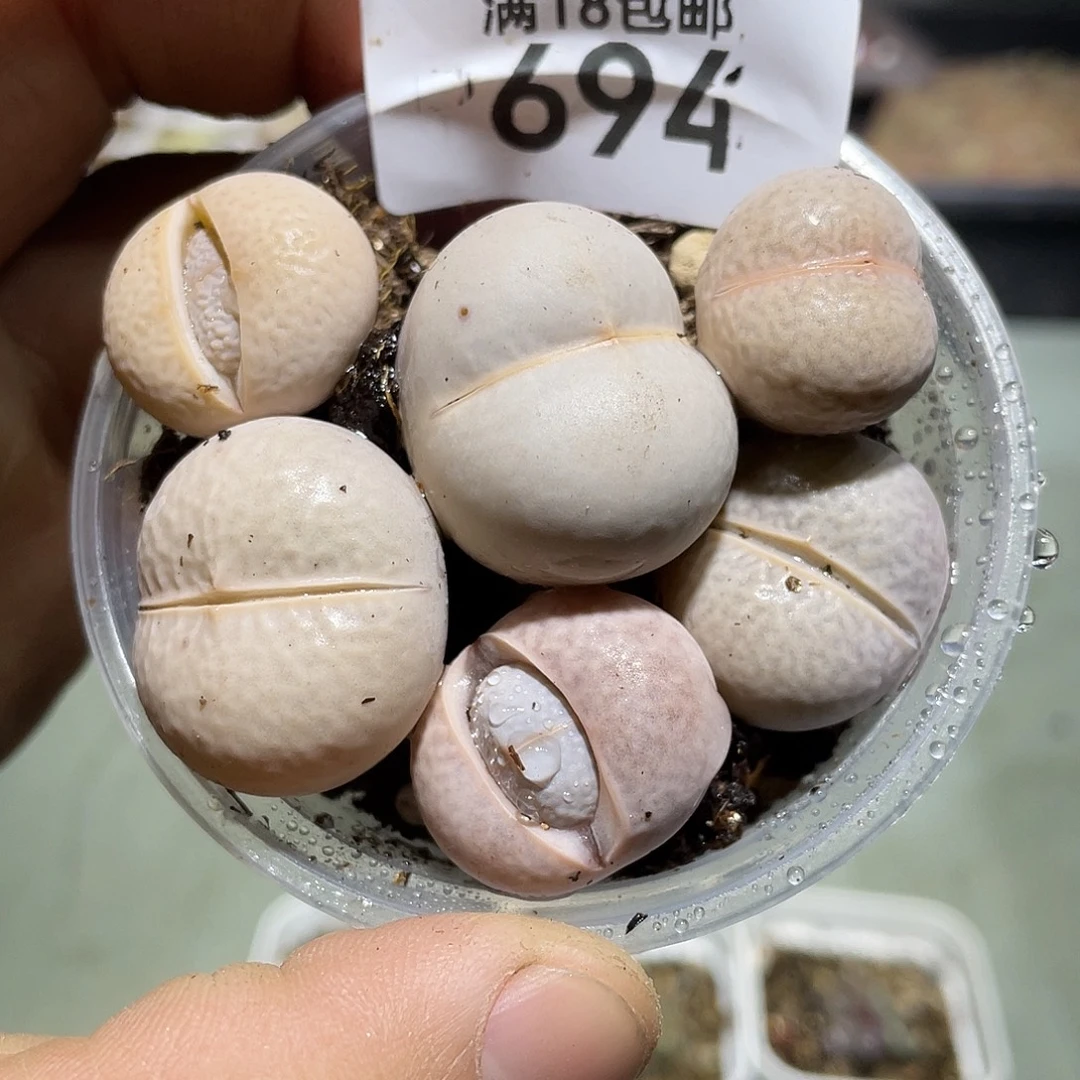 694当天凑满十八元包邮生石花