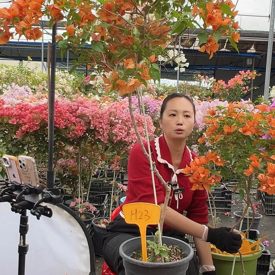 汤***妈大部分花苞少量开放H23橙桑巴