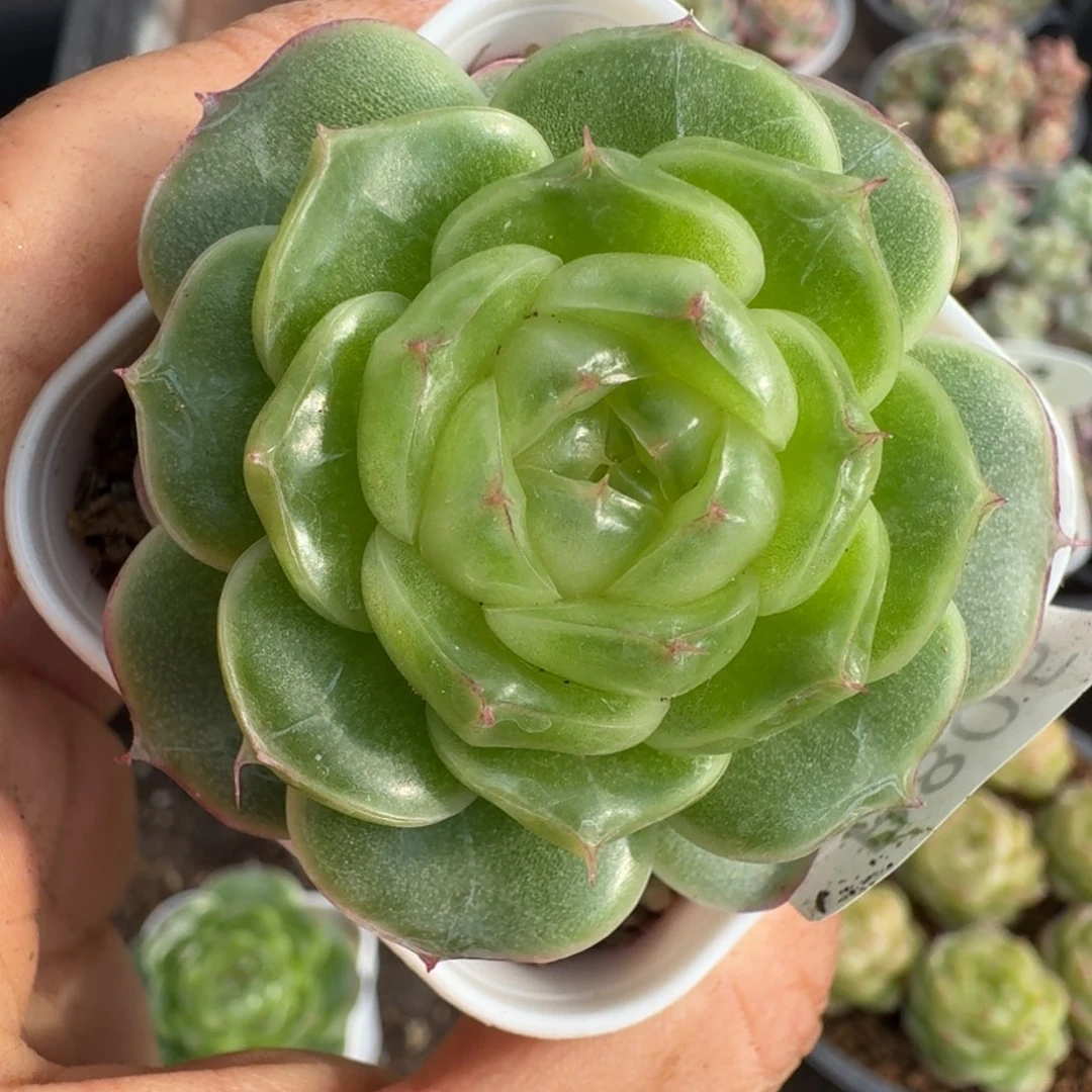 一物一拍一物一拍1026-805