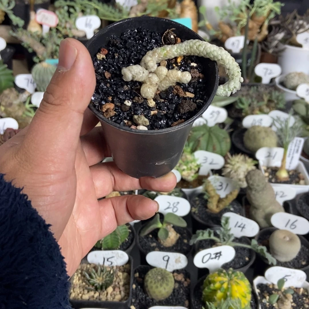 雪蚕一个一物一拍