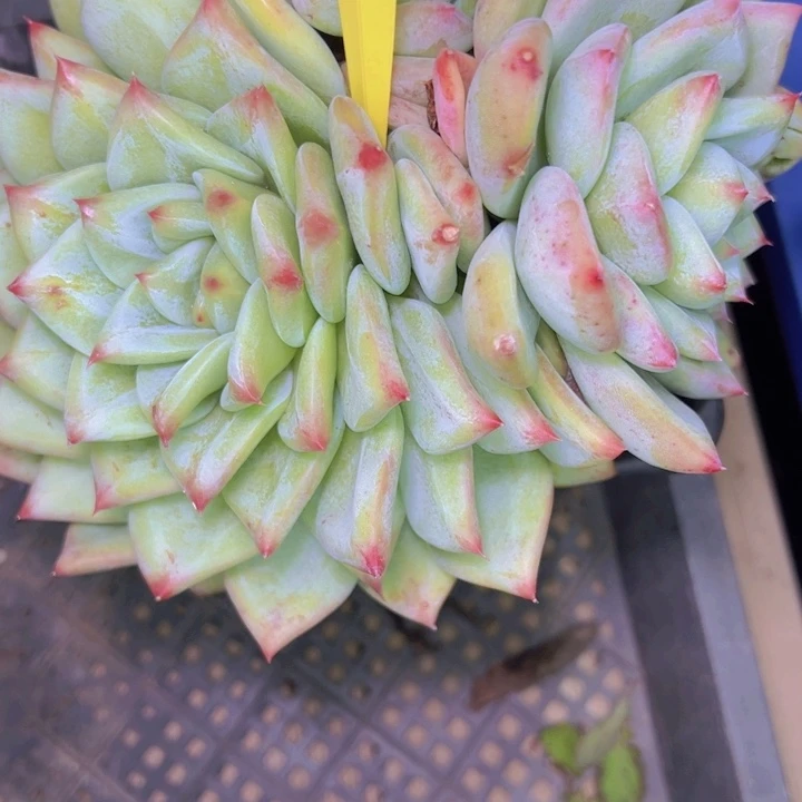 心***情833///////////////////