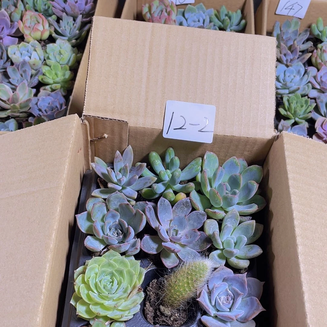 【闪购商品】12颗-2号约3-5厘米