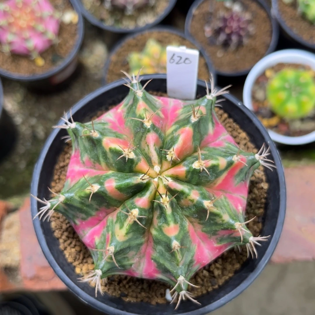 620泰系实生米哈0000